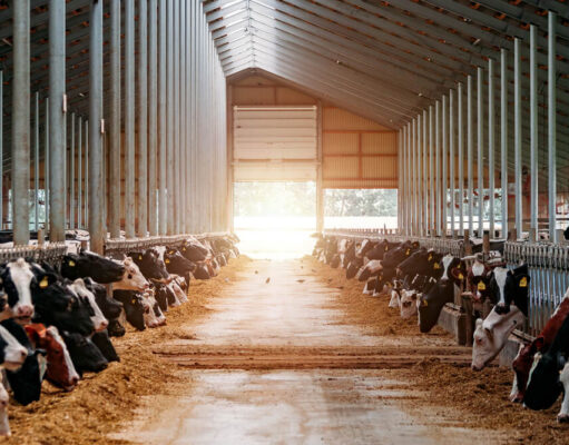 Jakie działania może obejmować modernizacja hali udojowej? modernizacja hali udojowej