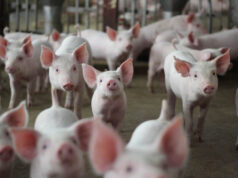 Do czego służą paszowozy? Co w przypadku awarii? czesci do paszowozow