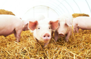 Ścielenie słomą w gospodarstwie – jakich błędów unikać? scielenie slomą