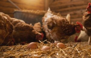 Ścielarka do słomy do kurnika – dlaczego warto? scielarka do slomy do kurnika