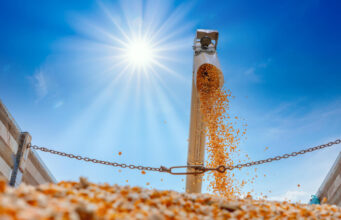 Kiedy wymienić noże w paszowozie? Objawy zużycia, które łatwo przeoczyć noże do wozu paszowego